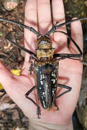 Image of Wallace’s long-horn beetle