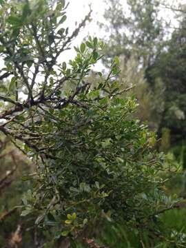 Image of Madeira Dyer's greenweed