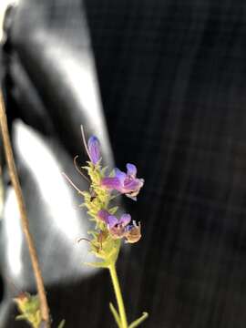 Image of Peck's beardtongue