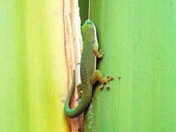 صورة Phelsuma dubia (Boettger 1881)