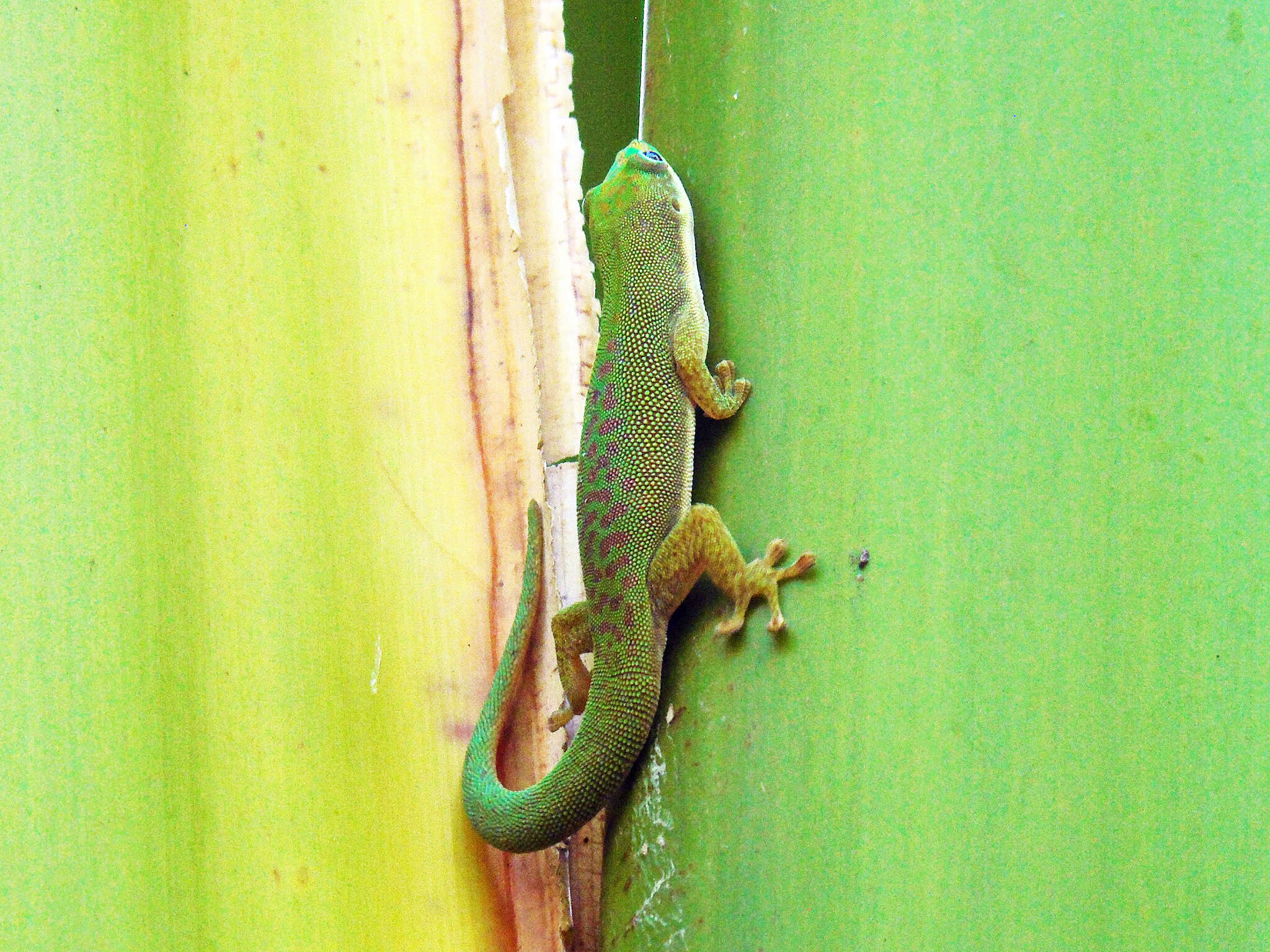 صورة Phelsuma dubia (Boettger 1881)