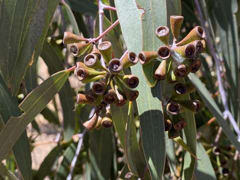 Image of Eucalyptus loxophleba subsp. lissophloia L. A. S. Johnson & K. D. Hill