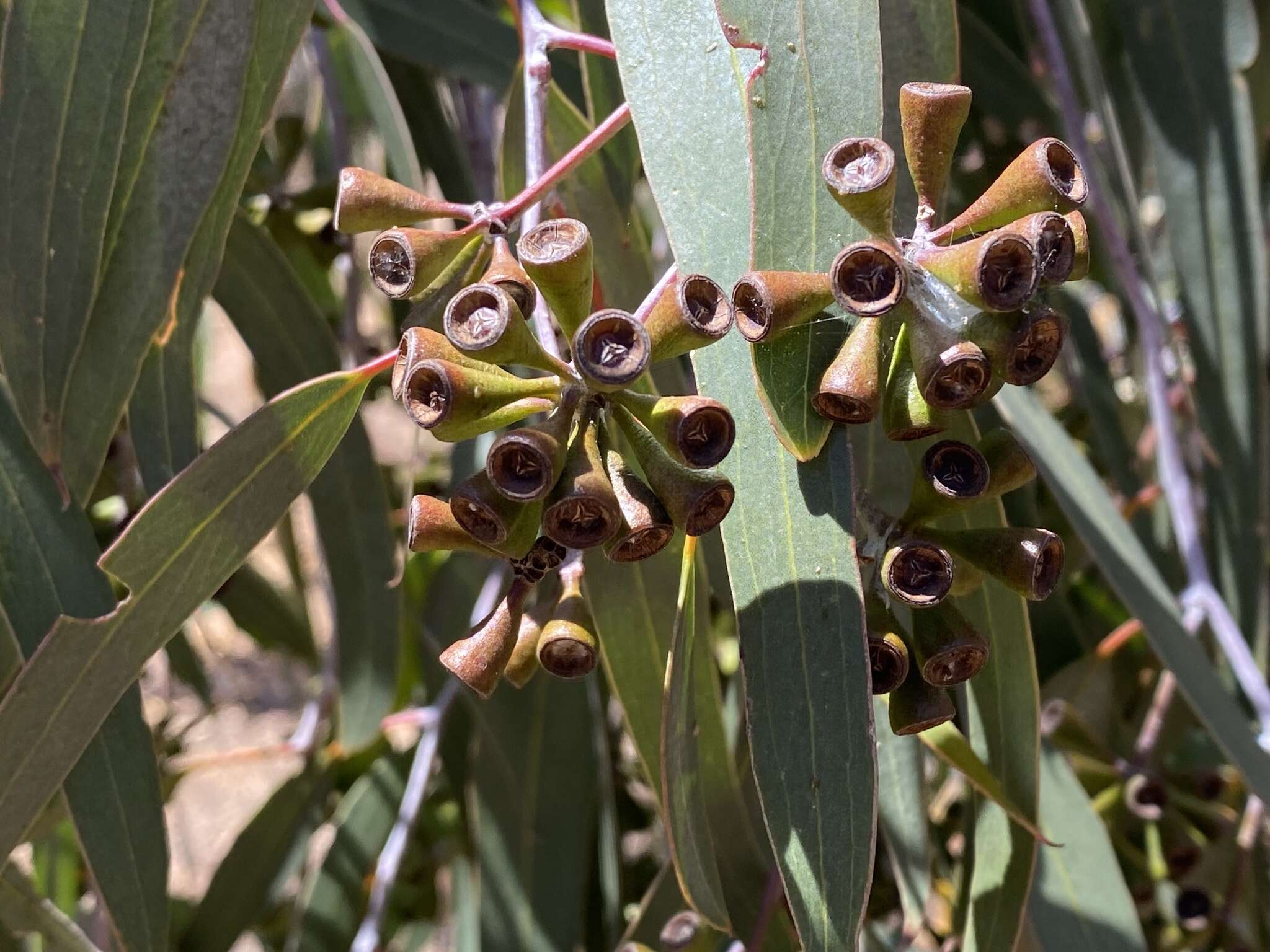 Imagem de Eucalyptus loxophleba subsp. lissophloia L. A. S. Johnson & K. D. Hill