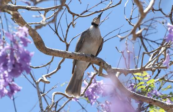 Image of Noisy Friarbird