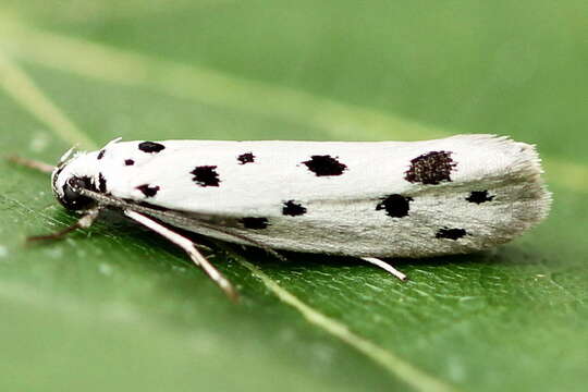 Image of Ethmia dodecea Haworth 1828