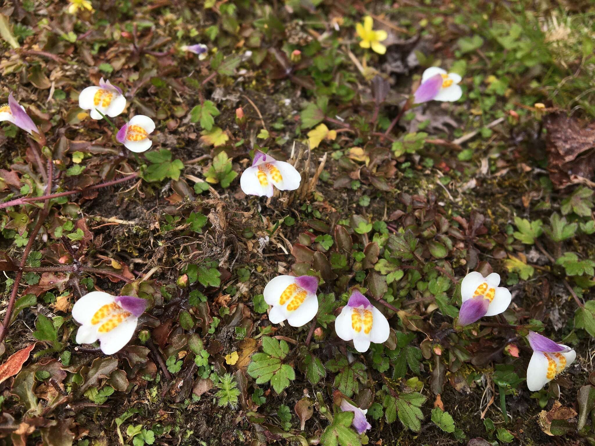 Image of Mazus alpinus Masam.