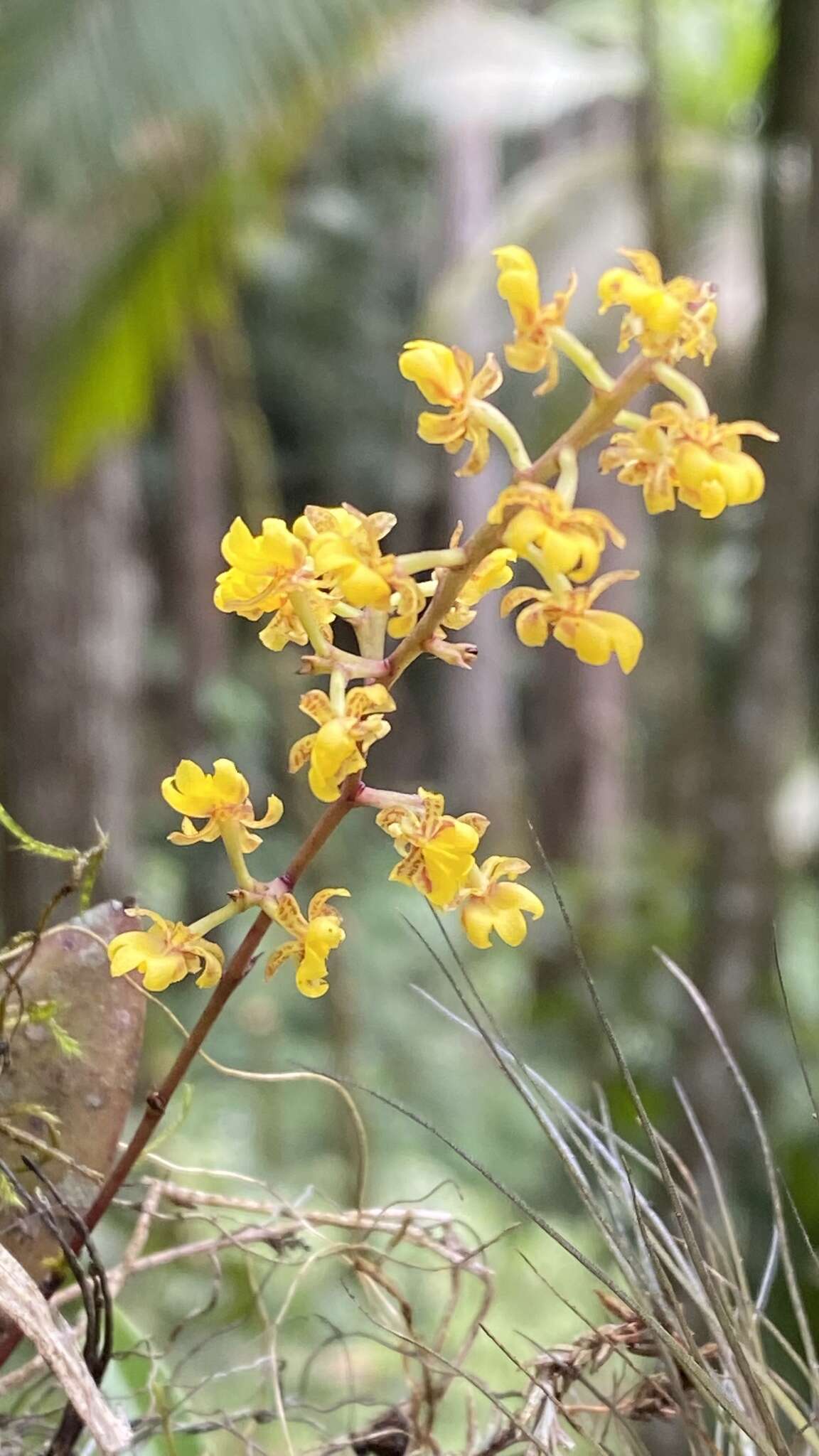 Image de Trichocentrum pumilum (Lindl.) M. W. Chase & N. H. Williams