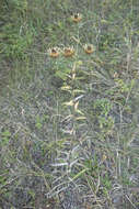 Image of Carlina biebersteinii subsp. brevibracteata (Andrae) K. Werner