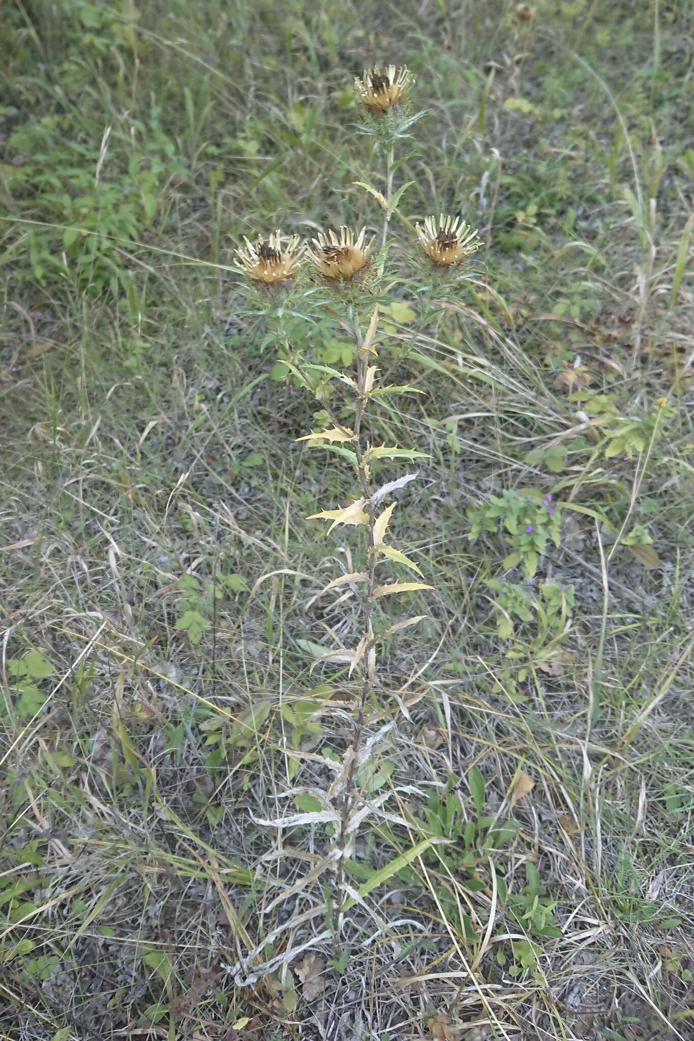 Image of Carlina biebersteinii subsp. brevibracteata (Andrae) K. Werner