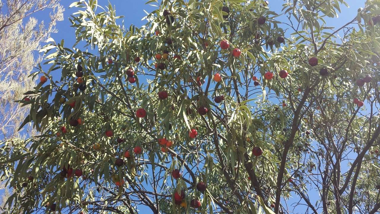 Image of Santalum acuminatum (R. Br.) A. DC.