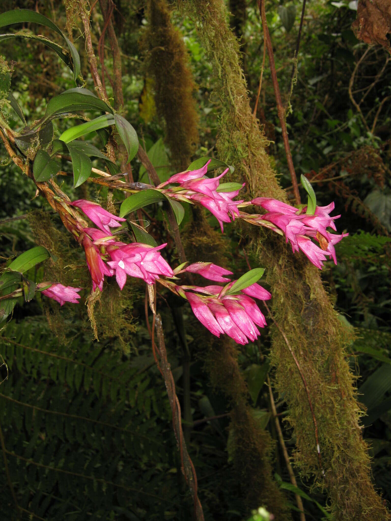 Image of Maxillaria paleata (Rchb. fil.) Ames & Correll