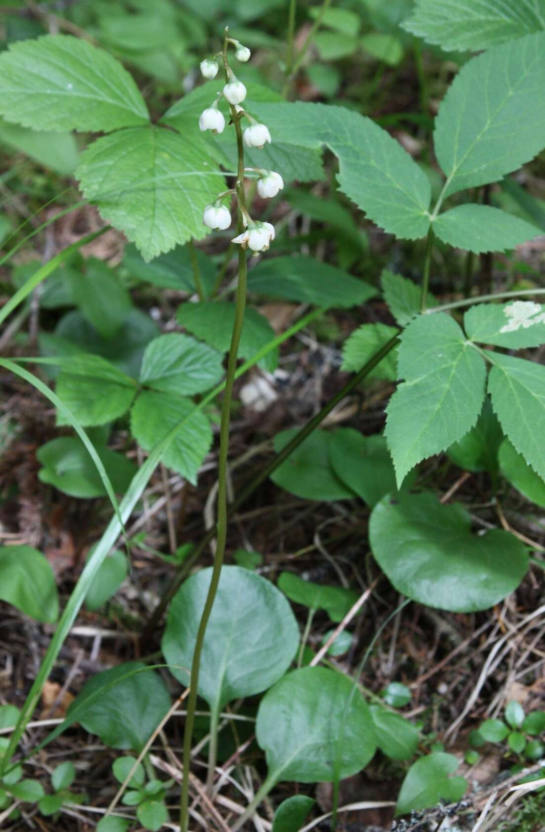 Image of Pyrola media Sw.