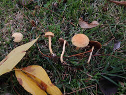 Image of Agrocybe pediades (Fr.) Fayod 1889