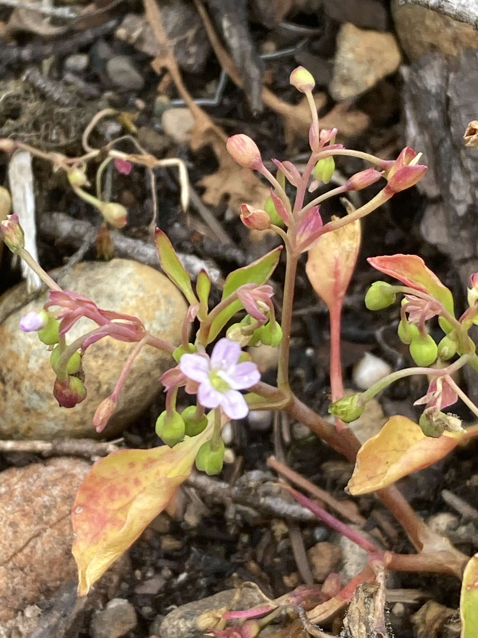 Image of spreading minerslettuce