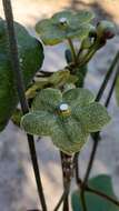 Image of Matelea velutina (Schltdl.) R. E. Woodson