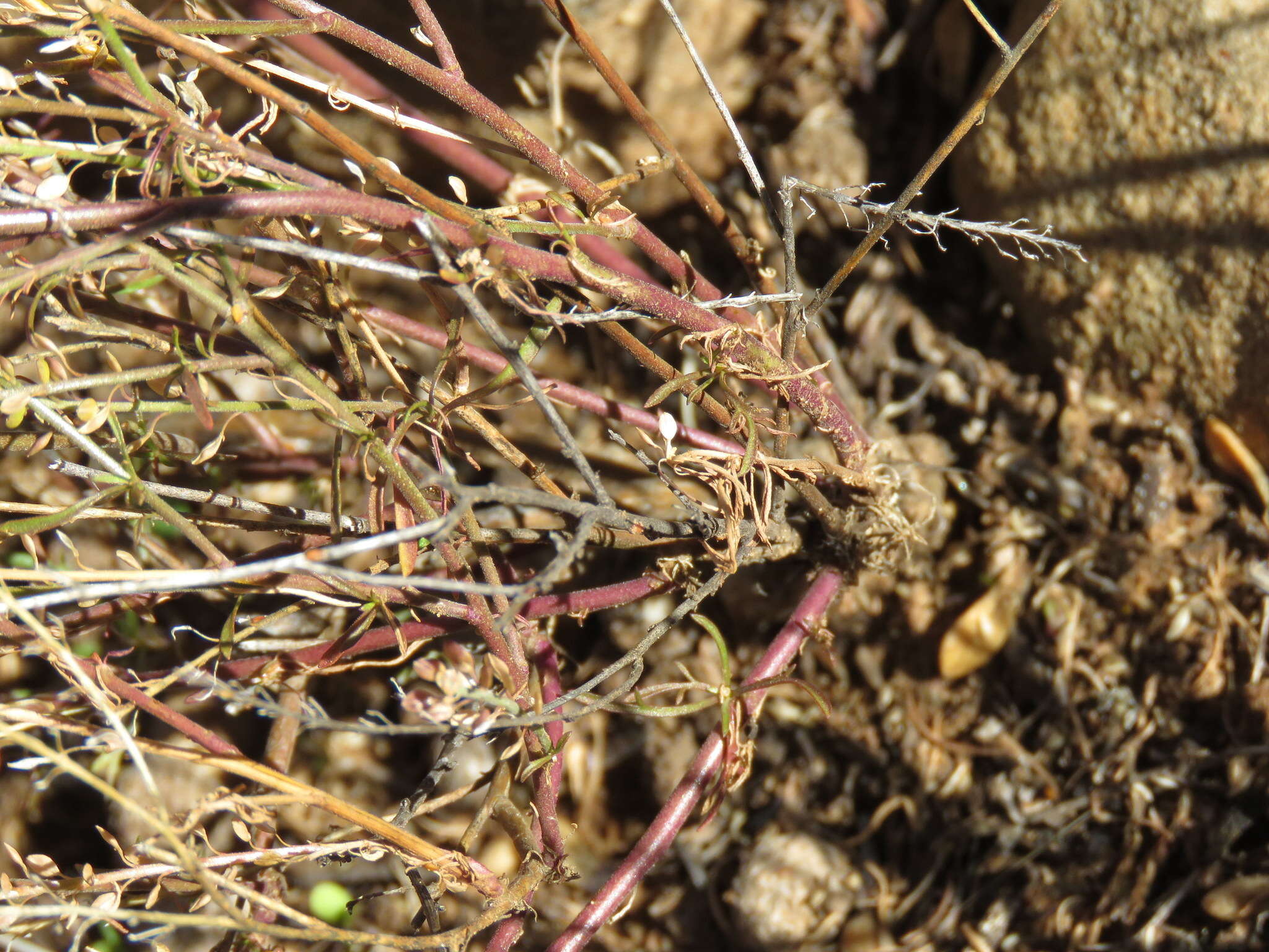 Image of Schinz's pepperweed