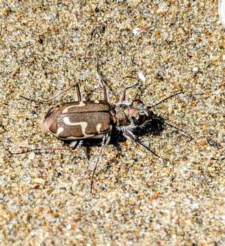 Image of Cicindela (Cicindela) hirticollis gravida Le Conte 1851