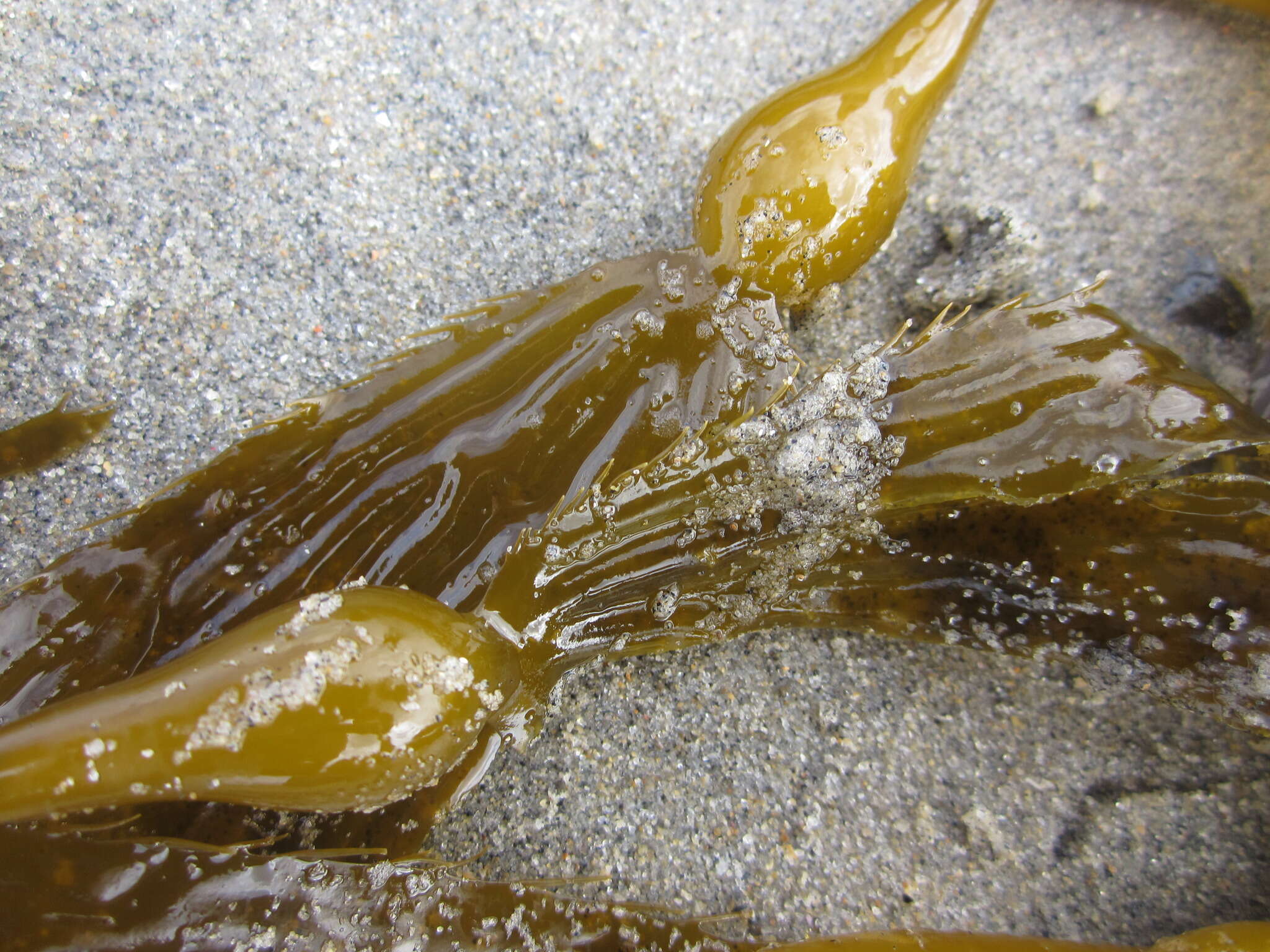 Image of Giant kelp