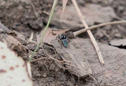 Image of Maratus volans (O. Pickard-Cambridge 1874)