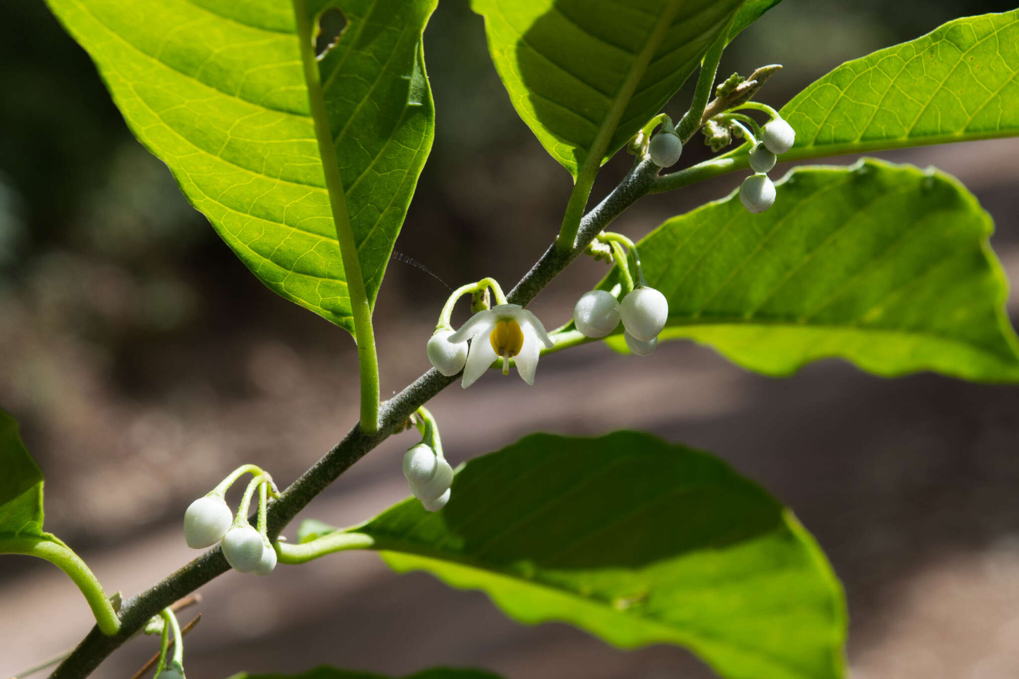 Solanum nigricans Mart. & Gal.的圖片