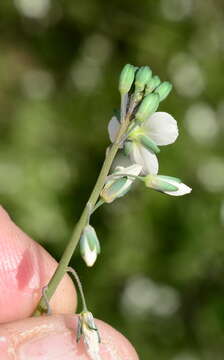 Image de Heliophila acuminata (Eckl. & Zeyh.) Steud.