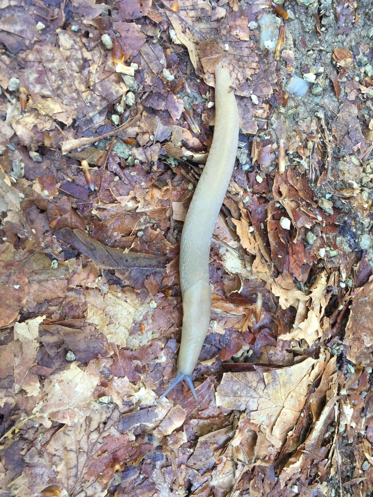 Image of Limax strobeli Pini 1876