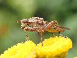 Salticella fasciata (Meigen 1830) resmi