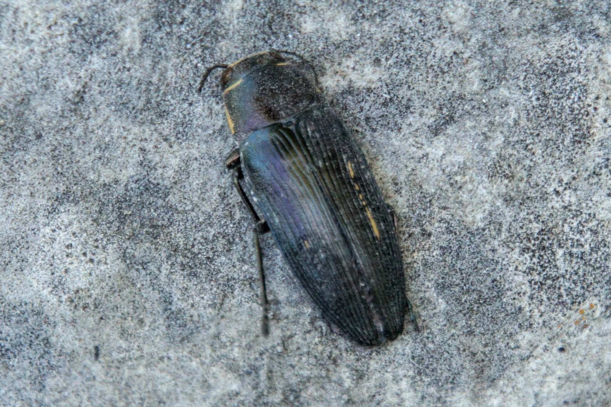 Image of Buprestis dalmatina Mannerheim 1837