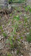 Image of false flowering spurge