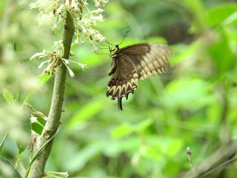 Image of Broad-banded Swallowtail