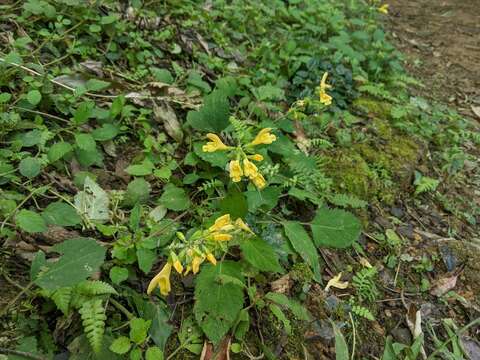 Image of Salvia nipponica Miq.