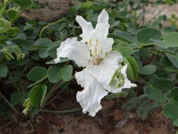 Image of Bauhinia petersiana Bolle