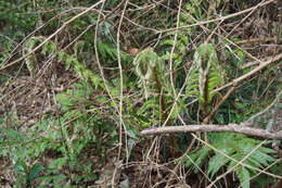 Image of Korean tasselfern