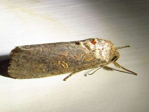 Image of Fall Armyworm Moth