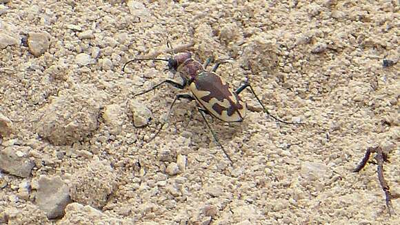 Image of Big Sand Tiger Beetle