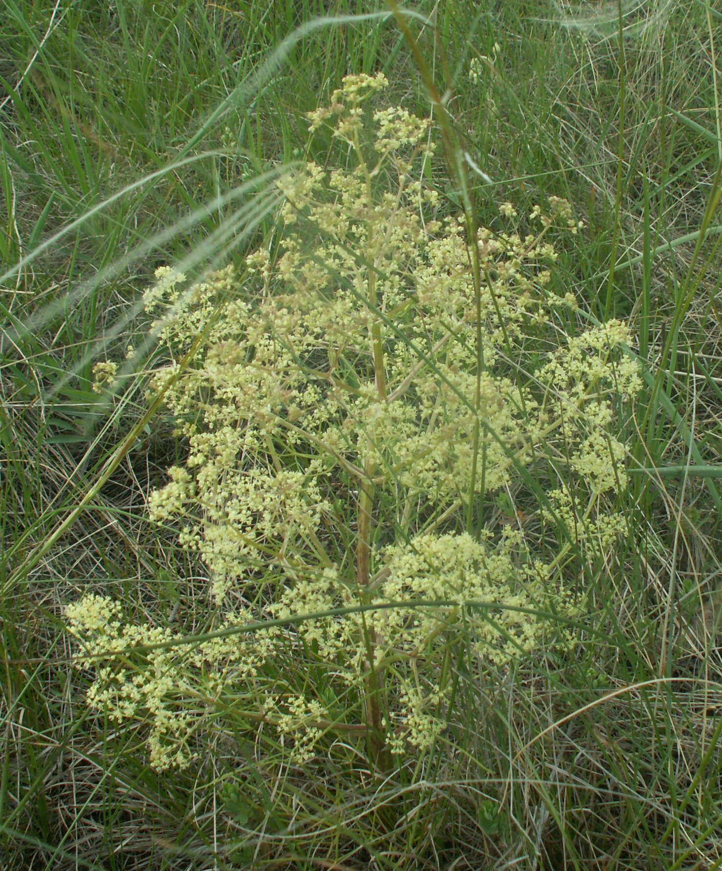 Trinia multicaulis (Poir.) Schischkin resmi