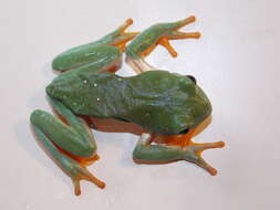 Image of Mexican leaf frog