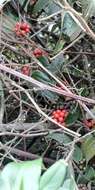 Smilax tomentosa Kunth resmi