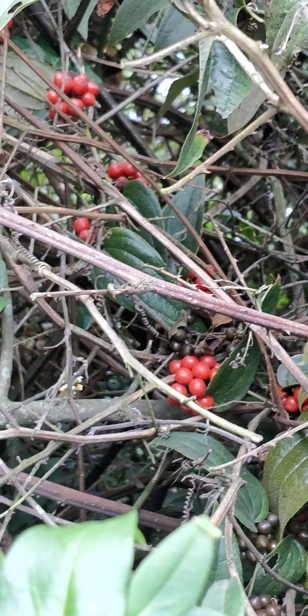 Image of Smilax tomentosa Kunth