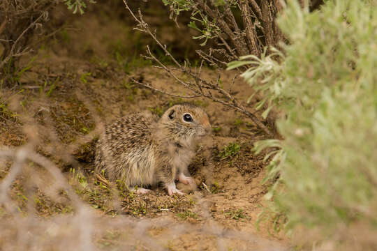 Image of Washington ground squirrel