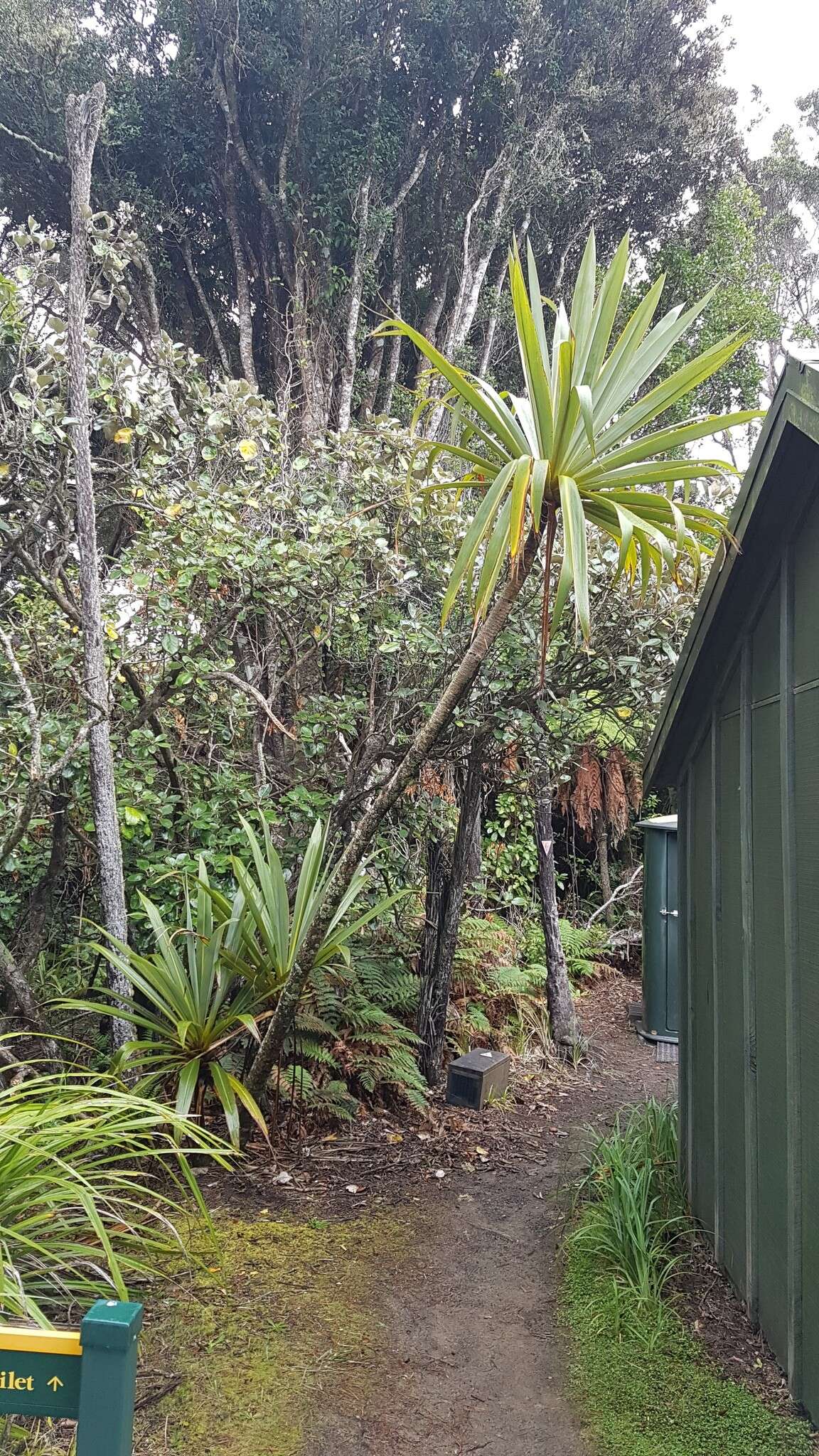 Image of Cordyline indivisa (G. Forst.) Endl.