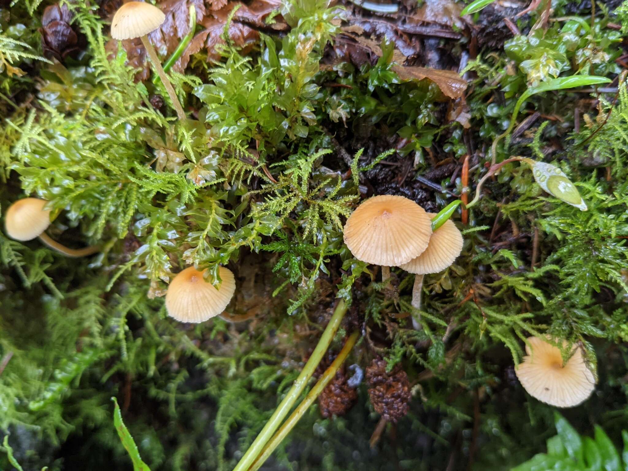 Image of Galerina semilanceata (Peck) A. H. Sm. & Singer 1964