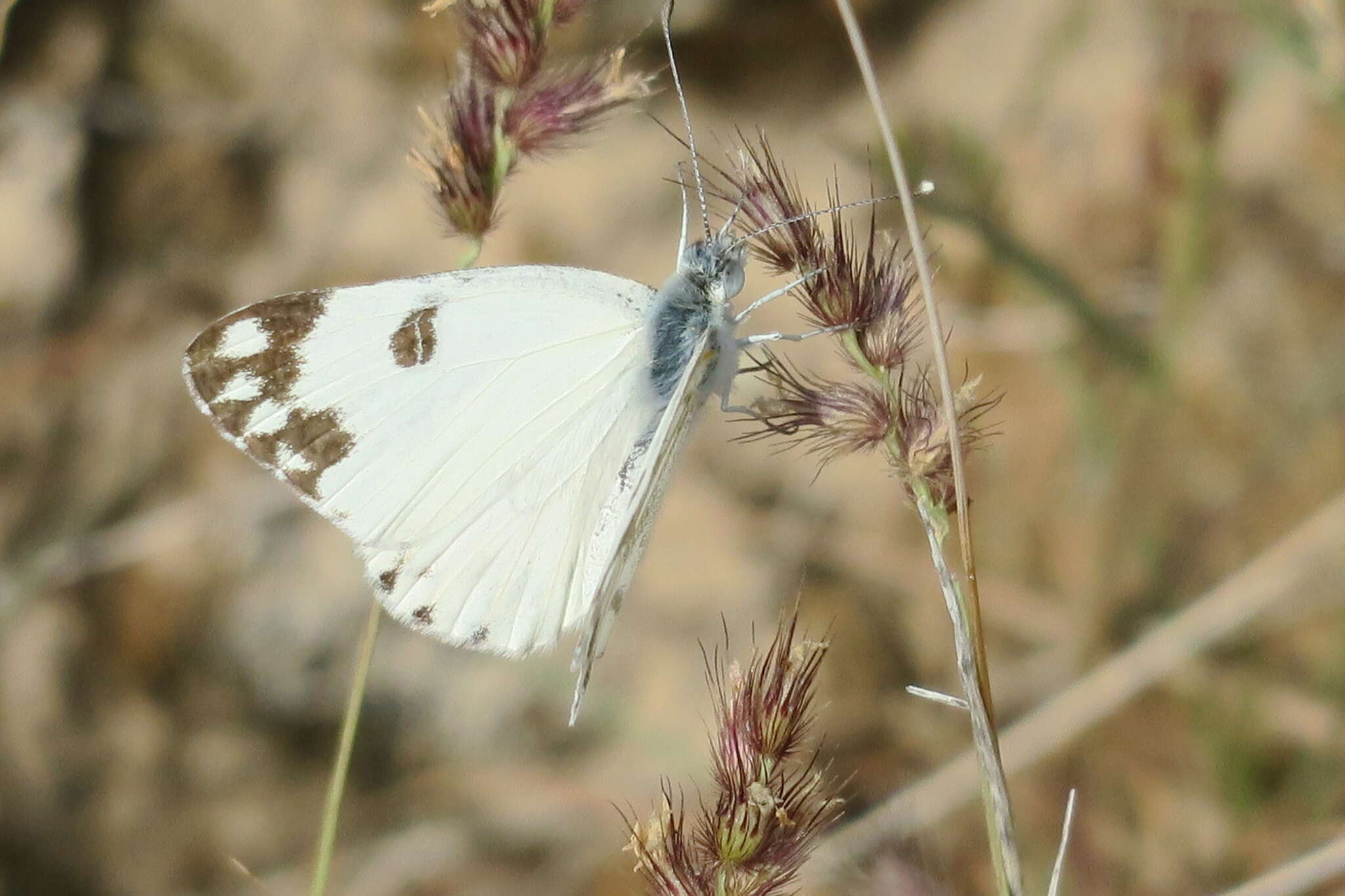 Image of Desert white