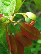 Image of Nothocissus hypoglauca (A. Gray) Latiff