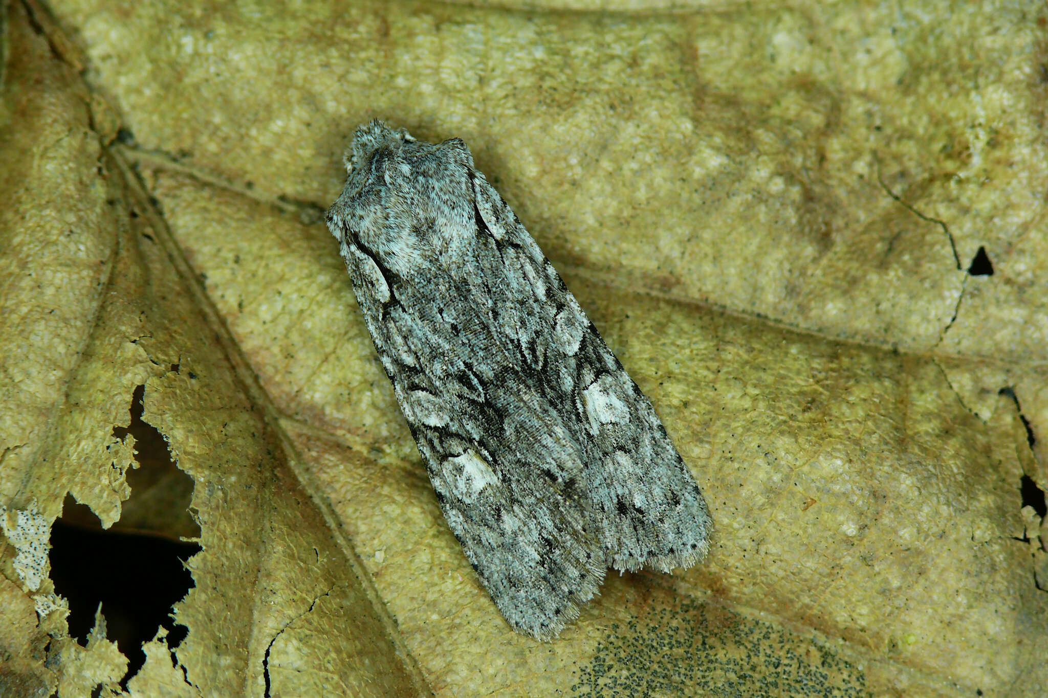 Image of grey shoulder-knot