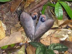 Image of Peacock katydid