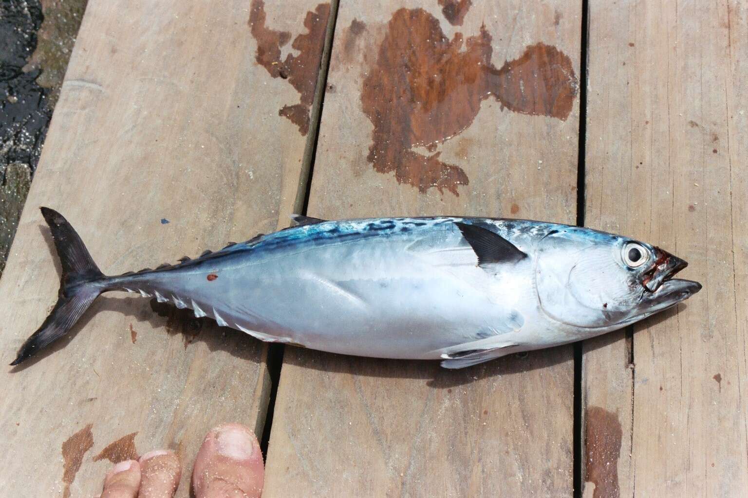 Image of Atlantic Little Tuna