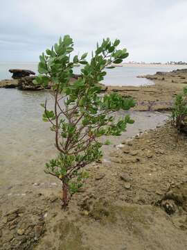 Image of Lumnitzera racemosa Willd.