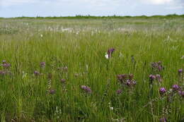 Image of Purple-Rattle