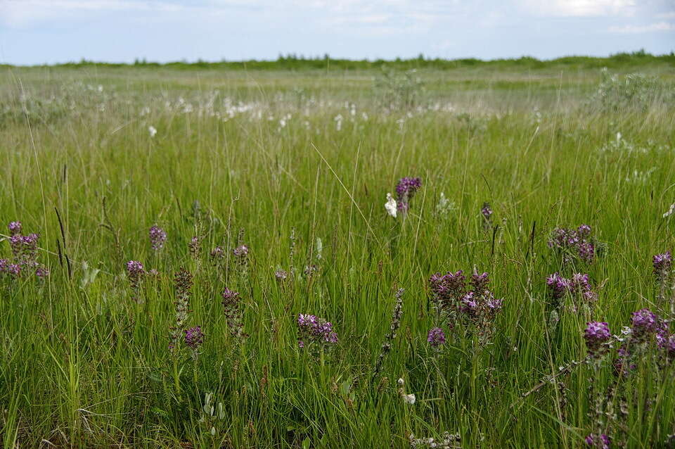 Image of Purple-Rattle